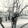 Лезем на яблоню. Около дома №10 к.2 по Свободному, 1981 год.