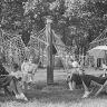 Парк  Сокольники. Гамаки и  шезлонги в парке. 1935-1940 г